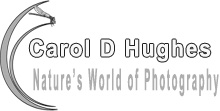 Carol d Hughes Natures World of Photography